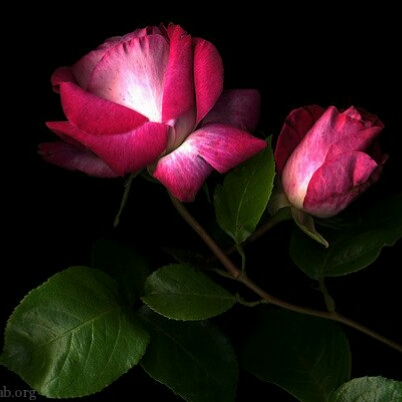 رضا دل شکسته 2